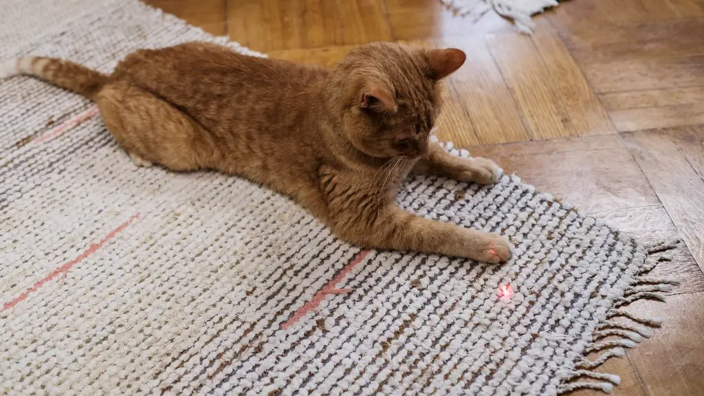 How to remove red drink from carpet?